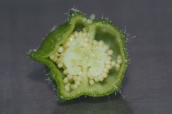Fruit (capsule) of Hippobroma longiflora photo